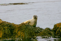 Seals-2