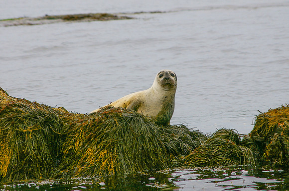 Seals-2