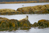 Seals-4