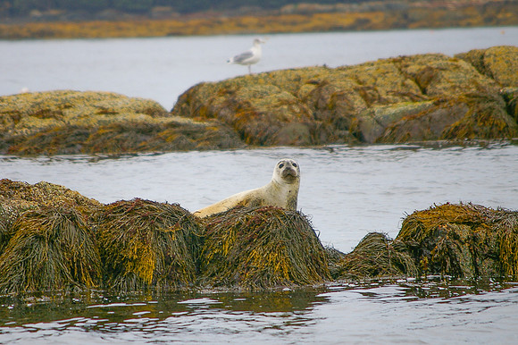 Seals-4