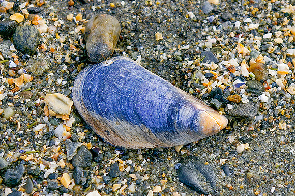 Mussel Shell-1