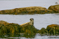 Seals-3