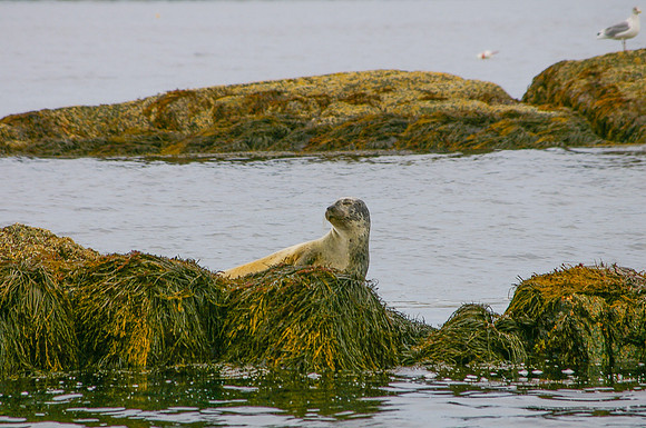 Seals-3
