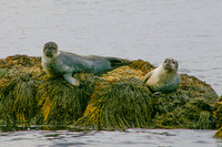 Seals-1