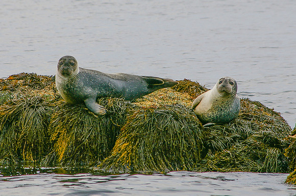 Seals-1