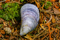 Mussel Shell-2