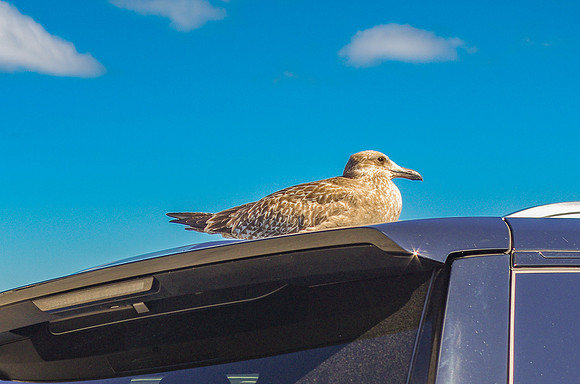Seagul Utility Vehicle